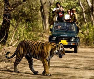 night safari jim corbett