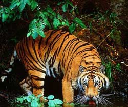 Best Jim Corbett National Park Booking