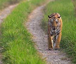 Best Booking for Jim Corbett National Park