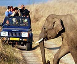 Corbett Holiday  Tour | Jim Corbett National Park Online Booking