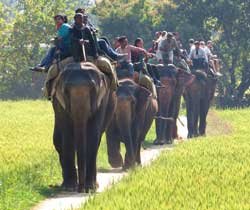 Elephant  Safari