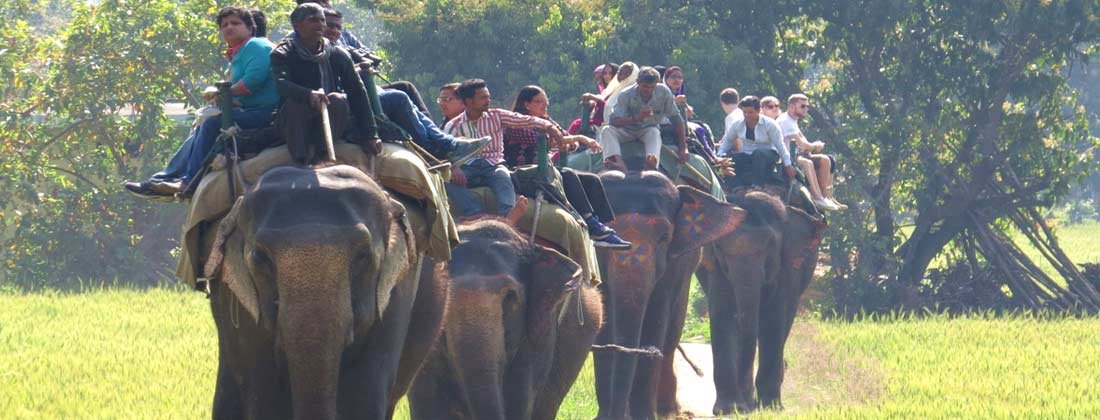 Elephant  safari. | Jim Corbett National Park Online Booking