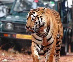 Bird Watching  Tour | Jim Corbett National Park Online Booking