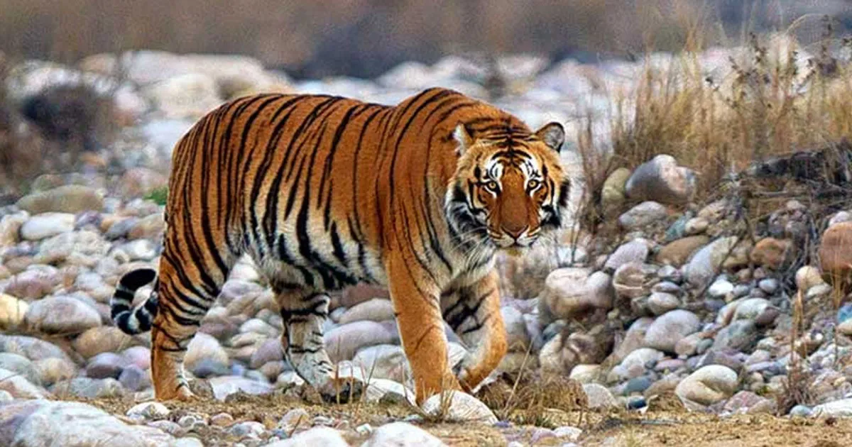 Jim Corbett National Park Website for Tourism Bookings