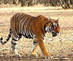 Jim Corbett Safari