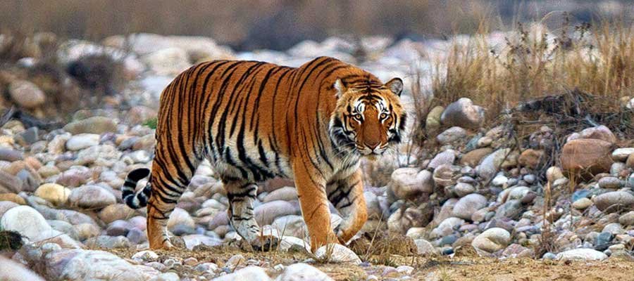 Best Corbett National Park Official Website