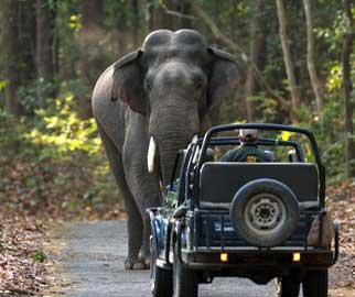 Best Jim Corbett National Park Official Website