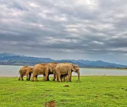 Best Jim Corbett Online Permit