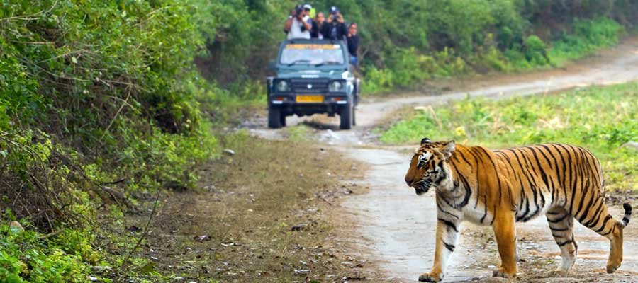 Best Jim Corbett