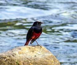 Bird Watching  Tour | Jim Corbett National Park Online Booking