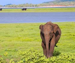 Jhirna Jungle Safari