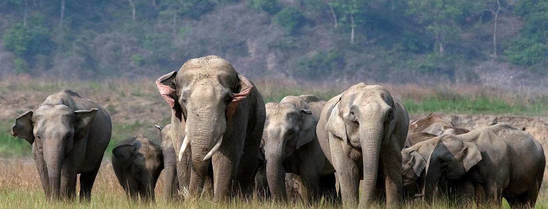 Sitabani (Corbett Landscape) .