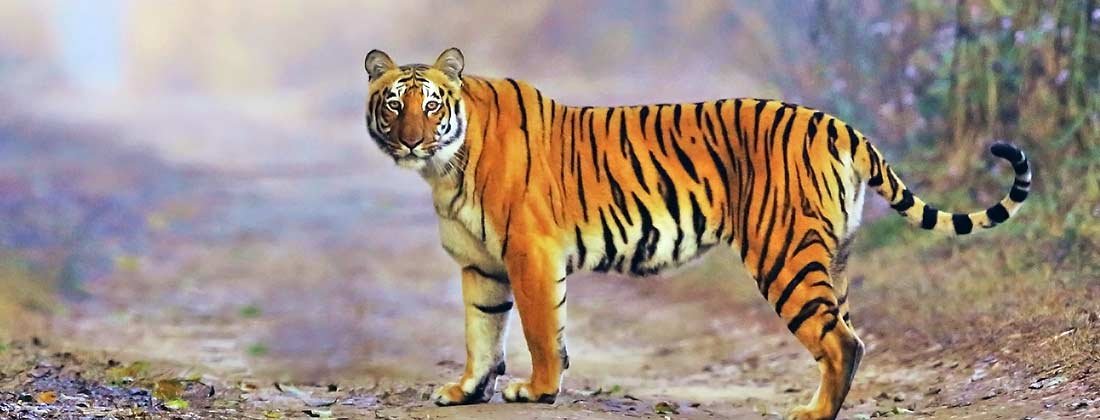 Sonanadi Jungle Safari | Jim Corbett National Park Online Booking